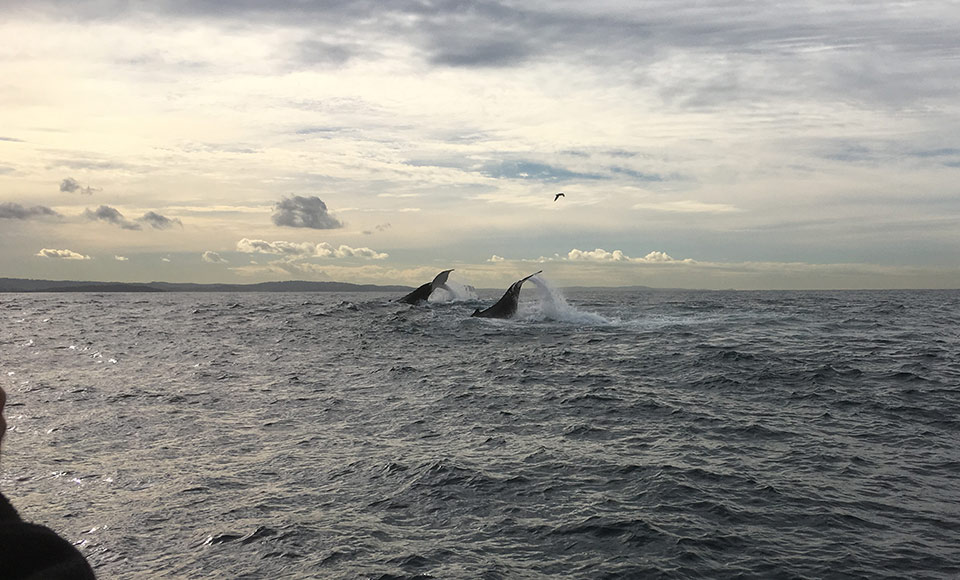 Take a trip of a lifetime on-board a majestic 2.5 Hour Sydney Whale Watching Cruise with Harbourcat Cruises...